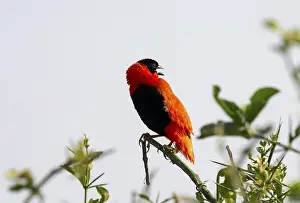 Nature Reserve Uganda Stampe: Fire weaver (Euplectes franciscanus)