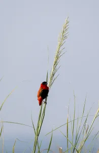 Murchison Falls National Park Wildlife Stampe: Fire weaver (Euplectes franciscanus)
