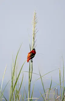 Passerine Wildlife Photography Stampe: Fire weaver (Euplectes franciscanus)