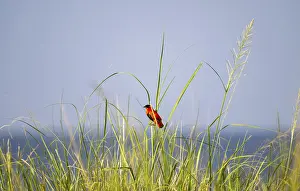 Murchison Falls National Park Stampe: Fire weaver (Euplectes franciscanus)