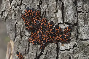 True Bug Reproduction Stampe: Two firebugs mating and walking backwards