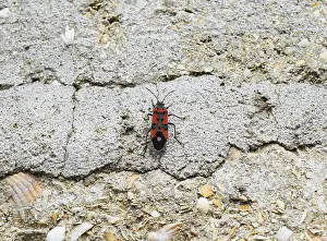 Close Up Wildlife Photography Stampe: Two firebugs mating and walking backwards