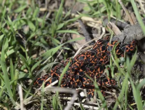 True Bug Reproduction Stampe: Firebugs mating and walking backwards