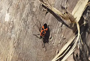 Macro Insect Photography Stampe: Two firebugs mating and walking backwards