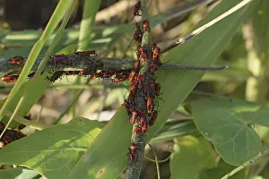 Wildlife Macro Photography Stampe: Firebugs mating and walking backwards