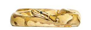 Studio Shot Reptile Stampe: Firefly python, isolated on white
