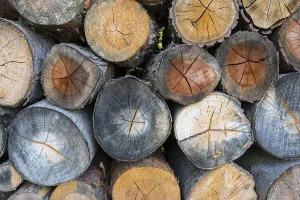 Firewood Stack Stampe: Firewood stack