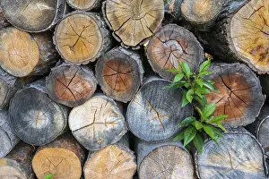 Firewood Stack Stampe: Firewood stack