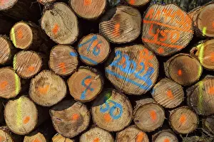 Deserted German Forest Stampe: Firewood Stack with Colored Markers