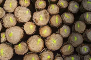 Firewood Stack Stampe: Firewood Stack with Colored Markers