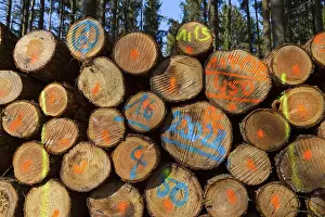 Firewood Stack Stampe: Firewood Stack with Colored Markers