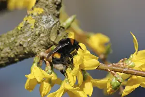 Empty Landscape With Blooming Flowers Stampe: One of the first bumblebees of the year