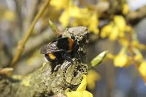 Stampe di Una delle prime api mellifere dell'anno, seduta su un fiore giallo, riscaldata dal sole Imenotteri Stampe: Una delle prime api mellifere dell'anno.