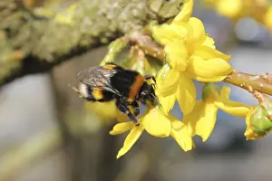 Uninhabited Landscape With Blooms Stampe: One of the first bumblebees of the year