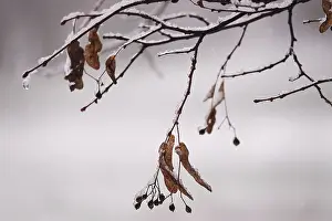 Central European Fall Season Stampe: First snow on branches of trees