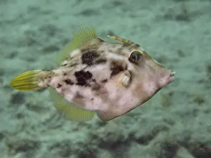 Stampe di Un pesce con un disegno mimetico, il filefish marrone (Stephanolepis hispidus), nuota su un fondale sabbioso, nel sito di immersione della zona protetta marina El Cabron, Arinaga, Gran Canaria F Stampe: Un pesce con un disegno mimetico.