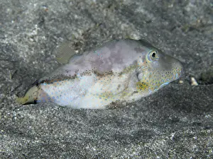 Pesce Palla Stampe: Un pesce con un disegno di scaglie colorate.