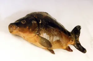 Bony Fish Stampe: Fish dead