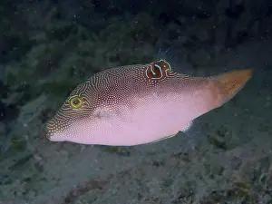 Immagini datate 2 agosto 2024: Peters pufferfish print