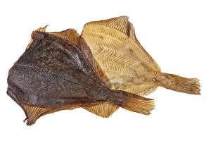 Bright Studio Lighting For Photography Stampe: Fish on an isolated studio background