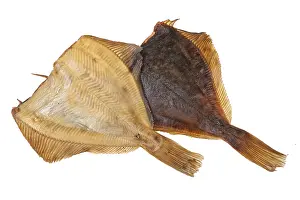 Wildlife Photography Fish Stampe: Fish on an isolated studio background