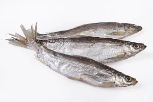 Edible Fish Photography Stampe: Fish on an isolated studio background