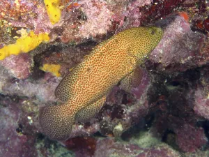Stampe di Un pesce con un disegno di scaglie marroni-arancioni, il cichlido gioiello sangue (Cephalopholis cruentata), in primo piano in una barriera corallina Ciclide Stampe: Un pesce con un modello di scaglie marroni-rossastre.