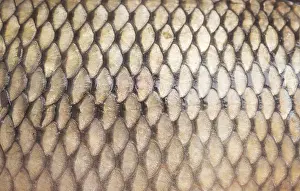 Construction Site Images Stampe: Fish scale background