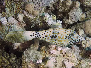Stampe di Un pesce con un disegno a macchie, il filefish dello script (Aluterus scriptus), mimetizzato in un ambiente di barriera corallina Pesce Lima Stampe: Un pesce con un disegno a punti, il filefish dello script (Aluterus scriptus).