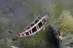 Gran Canaria Diving Location Stampe: A fish with a striking pattern