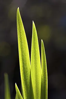 Iridaceae Species Stampe: Flag Iris leaves in spring (Iris pseudacorus)