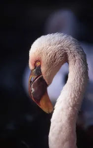 Colorful Animal Photography Stampe: Flamingo