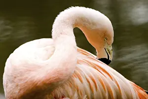 Deserted Zoological Garden Stampe: Flamingo