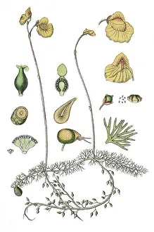 Agricultural Crop Pictures Stampe: Flatleaf bladderwort (Utricularia intermedia)