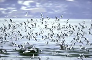 Natural Habitat Stampe: Flight / flock