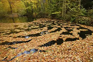 Harz National Park Stampe: Floating beech leaves, Eckertal
