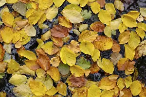 Deserted River Scene Germany Stampe: Floating beech leaves in the river Ecker