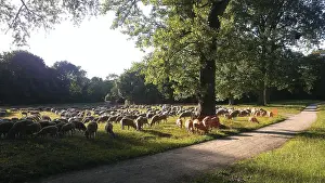 Flock Of Sheep Stampe: Flock of sheep