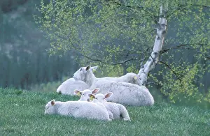 Domestic Sheep Breed Stampe: Flock of sheep