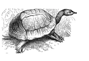 American Wildlife Illustrations Stampe: Florida softshell turtle (Apalone ferox)
