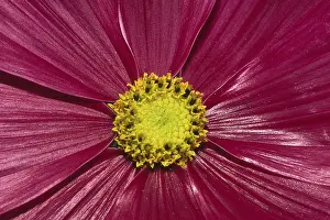 Flowering Plant Details Stampe: Flower detail