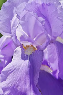 Bearded Iris Stampe: Flower of an bearded iris (Iris barbata)
