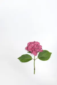 Hydrangeaceae Family Stampe: Flower of a Bigleaf Hydrangea (Hydrangea macrophylla)