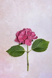 Hydrangeaceae Family Stampe: Flower of a Bigleaf Hydrangea (Hydrangea macrophylla)