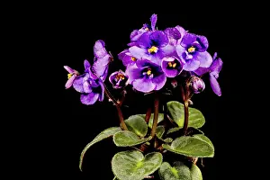 Decorative Item Stampe: Detail of a flower in bloom