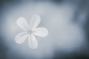 Bavaria Germany Flower Stampe: Flower against a light background