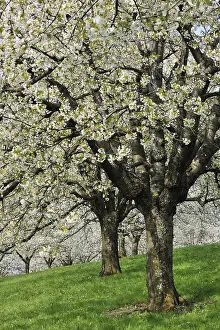 Cherry Blossom Season Stampe: Flowering cherry trees in spring