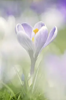 Spring Bloomers Stampe: Flowering crocus (Crocus spec.) in spring