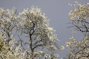 German Orchard Trees Stampe: Flowering fruit tree in spring