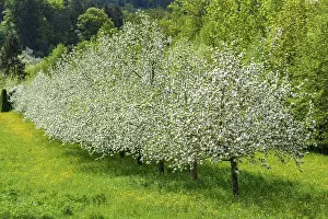 Central Europe Flowering Trees Stampe: Flowering fruit trees in spring